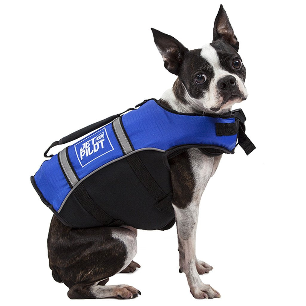Small dog wearing a blue jet pilot dog personal flotation device